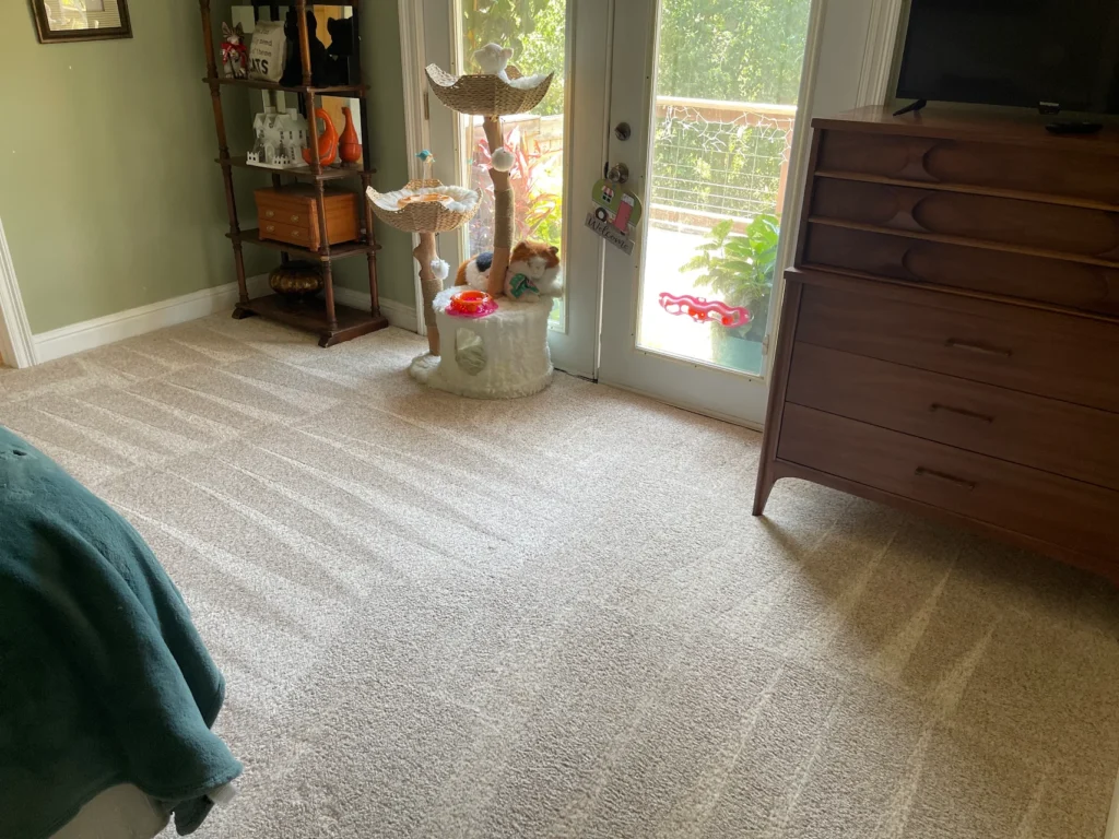 Professional carpet cleaner using steam cleaning equipment to remove allergens and dust mites from carpet.